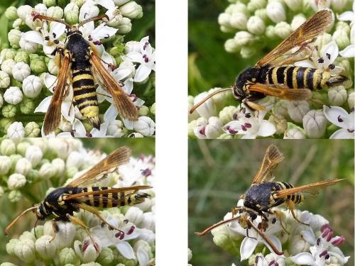 Réf. 187 434 : Paranthrene tabaniformis